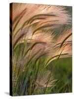 Foxtail Barley Backilt Near East Glacier, Montana, USA-Chuck Haney-Stretched Canvas