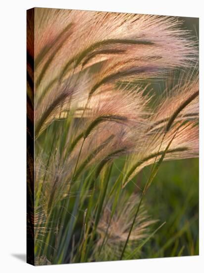 Foxtail Barley Backilt Near East Glacier, Montana, USA-Chuck Haney-Stretched Canvas