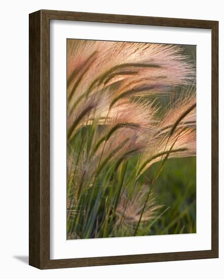 Foxtail Barley Backilt Near East Glacier, Montana, USA-Chuck Haney-Framed Photographic Print