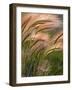 Foxtail Barley Backilt Near East Glacier, Montana, USA-Chuck Haney-Framed Photographic Print