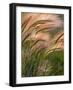 Foxtail Barley Backilt Near East Glacier, Montana, USA-Chuck Haney-Framed Photographic Print