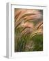 Foxtail Barley Backilt Near East Glacier, Montana, USA-Chuck Haney-Framed Photographic Print