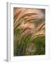 Foxtail Barley Backilt Near East Glacier, Montana, USA-Chuck Haney-Framed Photographic Print