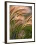 Foxtail Barley Backilt Near East Glacier, Montana, USA-Chuck Haney-Framed Photographic Print