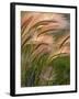 Foxtail Barley Backilt Near East Glacier, Montana, USA-Chuck Haney-Framed Photographic Print