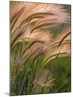 Foxtail Barley Backilt Near East Glacier, Montana, USA-Chuck Haney-Mounted Photographic Print