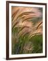 Foxtail Barley Backilt Near East Glacier, Montana, USA-Chuck Haney-Framed Photographic Print