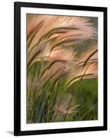 Foxtail Barley Backilt Near East Glacier, Montana, USA-Chuck Haney-Framed Photographic Print