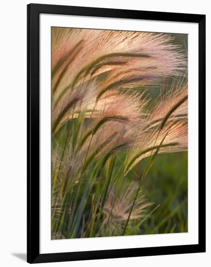 Foxtail Barley Backilt Near East Glacier, Montana, USA-Chuck Haney-Framed Photographic Print