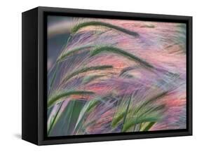 Foxtail Barley Backilt Near East Glacier, Montana, USA-Chuck Haney-Framed Stretched Canvas