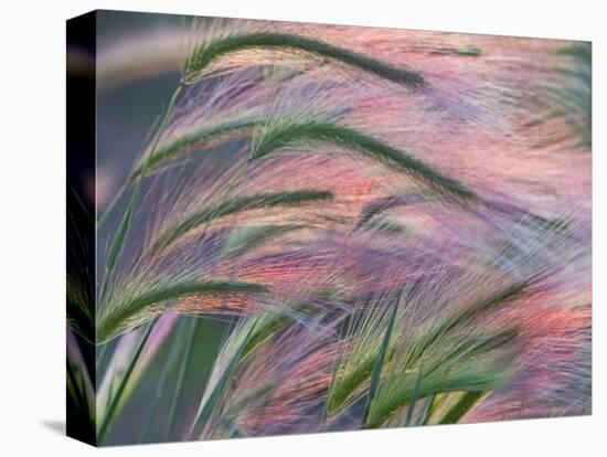 Foxtail Barley Backilt Near East Glacier, Montana, USA-Chuck Haney-Stretched Canvas