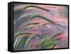 Foxtail Barley Backilt Near East Glacier, Montana, USA-Chuck Haney-Framed Stretched Canvas