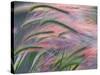 Foxtail Barley Backilt Near East Glacier, Montana, USA-Chuck Haney-Stretched Canvas