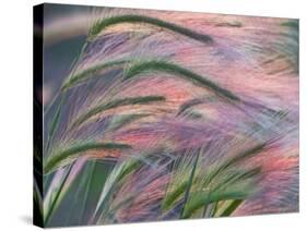 Foxtail Barley Backilt Near East Glacier, Montana, USA-Chuck Haney-Stretched Canvas