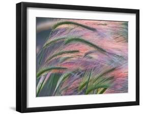 Foxtail Barley Backilt Near East Glacier, Montana, USA-Chuck Haney-Framed Premium Photographic Print