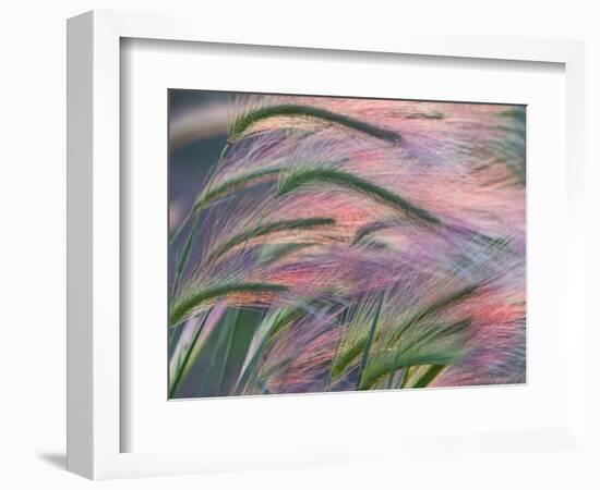 Foxtail Barley Backilt Near East Glacier, Montana, USA-Chuck Haney-Framed Photographic Print