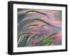 Foxtail Barley Backilt Near East Glacier, Montana, USA-Chuck Haney-Framed Photographic Print