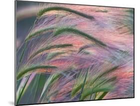 Foxtail Barley Backilt Near East Glacier, Montana, USA-Chuck Haney-Mounted Photographic Print