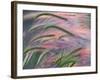 Foxtail Barley Backilt Near East Glacier, Montana, USA-Chuck Haney-Framed Photographic Print