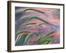 Foxtail Barley Backilt Near East Glacier, Montana, USA-Chuck Haney-Framed Photographic Print