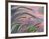 Foxtail Barley Backilt Near East Glacier, Montana, USA-Chuck Haney-Framed Photographic Print