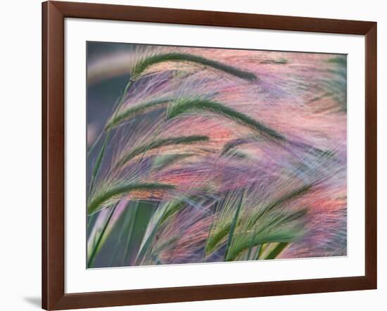 Foxtail Barley Backilt Near East Glacier, Montana, USA-Chuck Haney-Framed Photographic Print