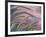 Foxtail Barley Backilt Near East Glacier, Montana, USA-Chuck Haney-Framed Photographic Print