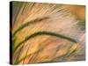 Foxtail Barley Backilt Near East Glacier, Montana, USA-Chuck Haney-Stretched Canvas