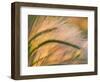 Foxtail Barley Backilt Near East Glacier, Montana, USA-Chuck Haney-Framed Photographic Print