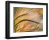 Foxtail Barley Backilt Near East Glacier, Montana, USA-Chuck Haney-Framed Photographic Print