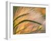 Foxtail Barley Backilt Near East Glacier, Montana, USA-Chuck Haney-Framed Photographic Print