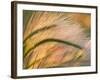 Foxtail Barley Backilt Near East Glacier, Montana, USA-Chuck Haney-Framed Photographic Print