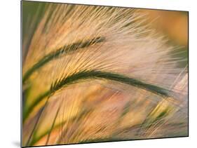 Foxtail Barley Backilt Near East Glacier, Montana, USA-Chuck Haney-Mounted Photographic Print