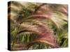 Foxtail Barley, Banff NP, Alberta, Canada-Stuart Westmorland-Stretched Canvas