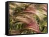 Foxtail Barley, Banff NP, Alberta, Canada-Stuart Westmorland-Framed Stretched Canvas