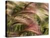 Foxtail Barley, Banff NP, Alberta, Canada-Stuart Westmorland-Stretched Canvas