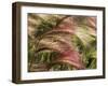 Foxtail Barley, Banff NP, Alberta, Canada-Stuart Westmorland-Framed Premium Photographic Print