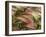 Foxtail Barley, Banff NP, Alberta, Canada-Stuart Westmorland-Framed Premium Photographic Print