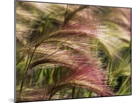 Foxtail Barley, Banff NP, Alberta, Canada-Stuart Westmorland-Mounted Premium Photographic Print