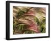 Foxtail Barley, Banff NP, Alberta, Canada-Stuart Westmorland-Framed Photographic Print