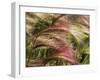 Foxtail Barley, Banff NP, Alberta, Canada-Stuart Westmorland-Framed Photographic Print