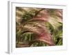 Foxtail Barley, Banff NP, Alberta, Canada-Stuart Westmorland-Framed Photographic Print