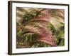 Foxtail Barley, Banff NP, Alberta, Canada-Stuart Westmorland-Framed Photographic Print