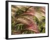 Foxtail Barley, Banff NP, Alberta, Canada-Stuart Westmorland-Framed Photographic Print