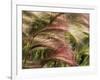 Foxtail Barley, Banff NP, Alberta, Canada-Stuart Westmorland-Framed Photographic Print