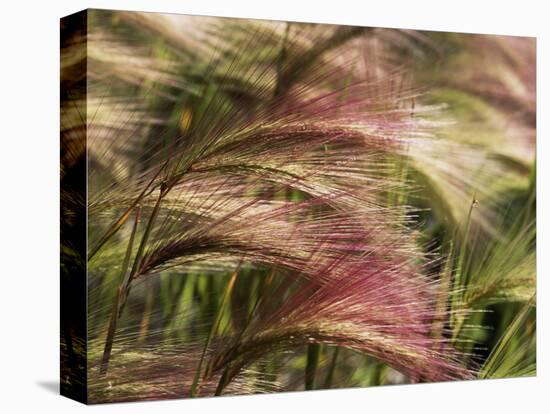 Foxtail Barley, Banff NP, Alberta, Canada-Stuart Westmorland-Stretched Canvas