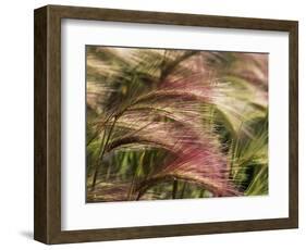 Foxtail Barley, Banff NP, Alberta, Canada-Stuart Westmorland-Framed Photographic Print