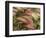 Foxtail Barley, Banff NP, Alberta, Canada-Stuart Westmorland-Framed Photographic Print