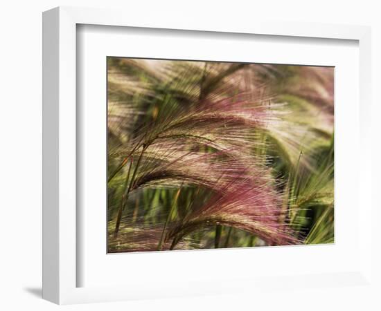 Foxtail Barley, Banff NP, Alberta, Canada-Stuart Westmorland-Framed Photographic Print