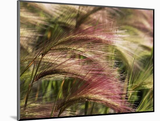 Foxtail Barley, Banff NP, Alberta, Canada-Stuart Westmorland-Mounted Photographic Print